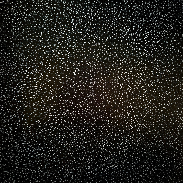 Wrapping paper Black with White Speckles (10 and 50 Meter Roll)