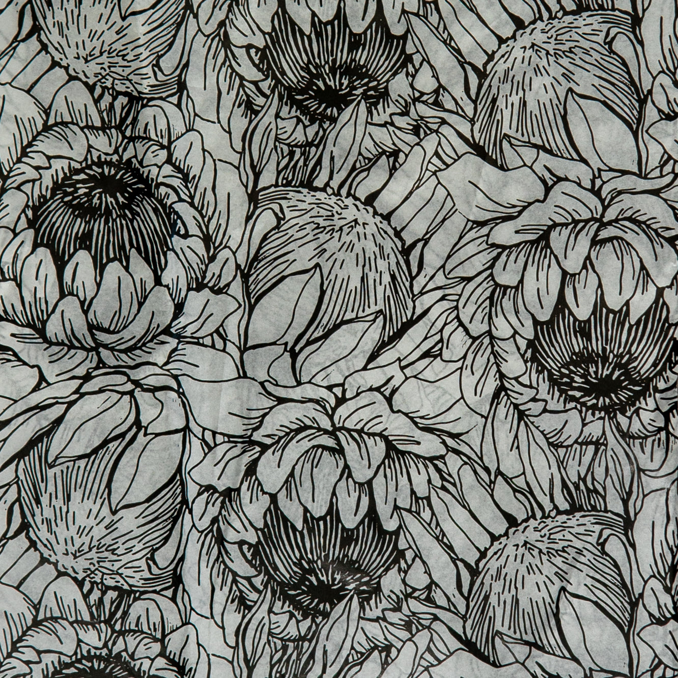 Tissue Paper Sheeted 500mm x 700mm Protea Black and White